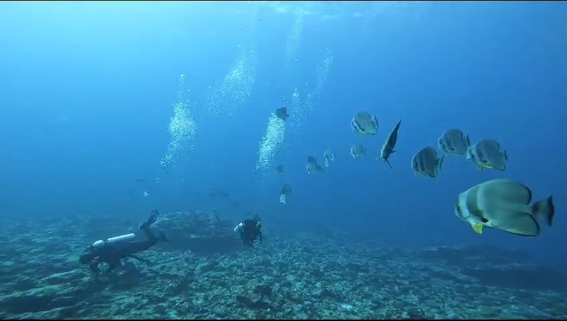 A group of batfish swimming towards the camera in blue water, two divers low over the reef behind them with their bubbles rising