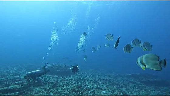 A group of batfish swimming towards the camera in blue water, two divers low over the reef behind them