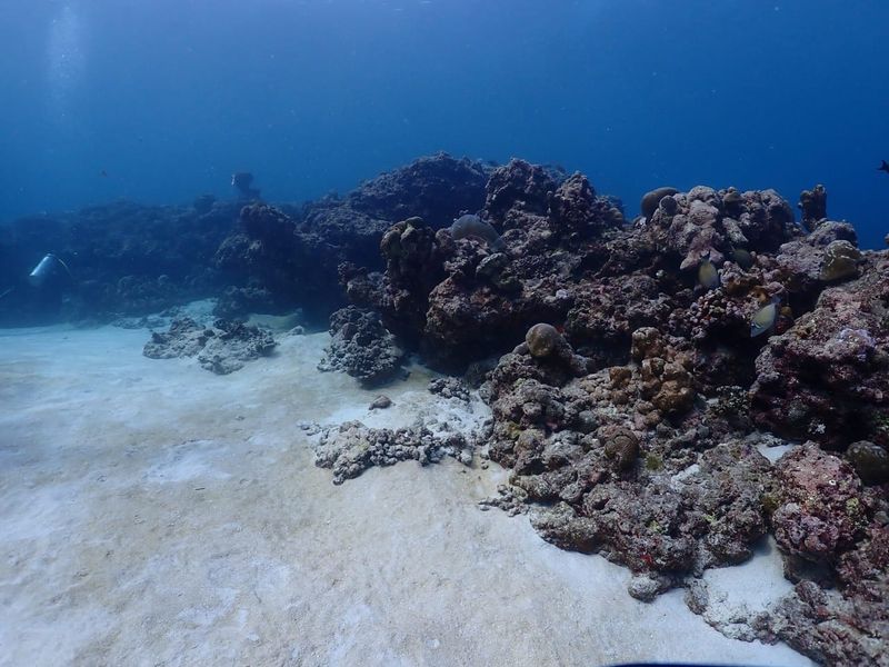 A coral bommie beside a channel of white sand, with open blue water behind