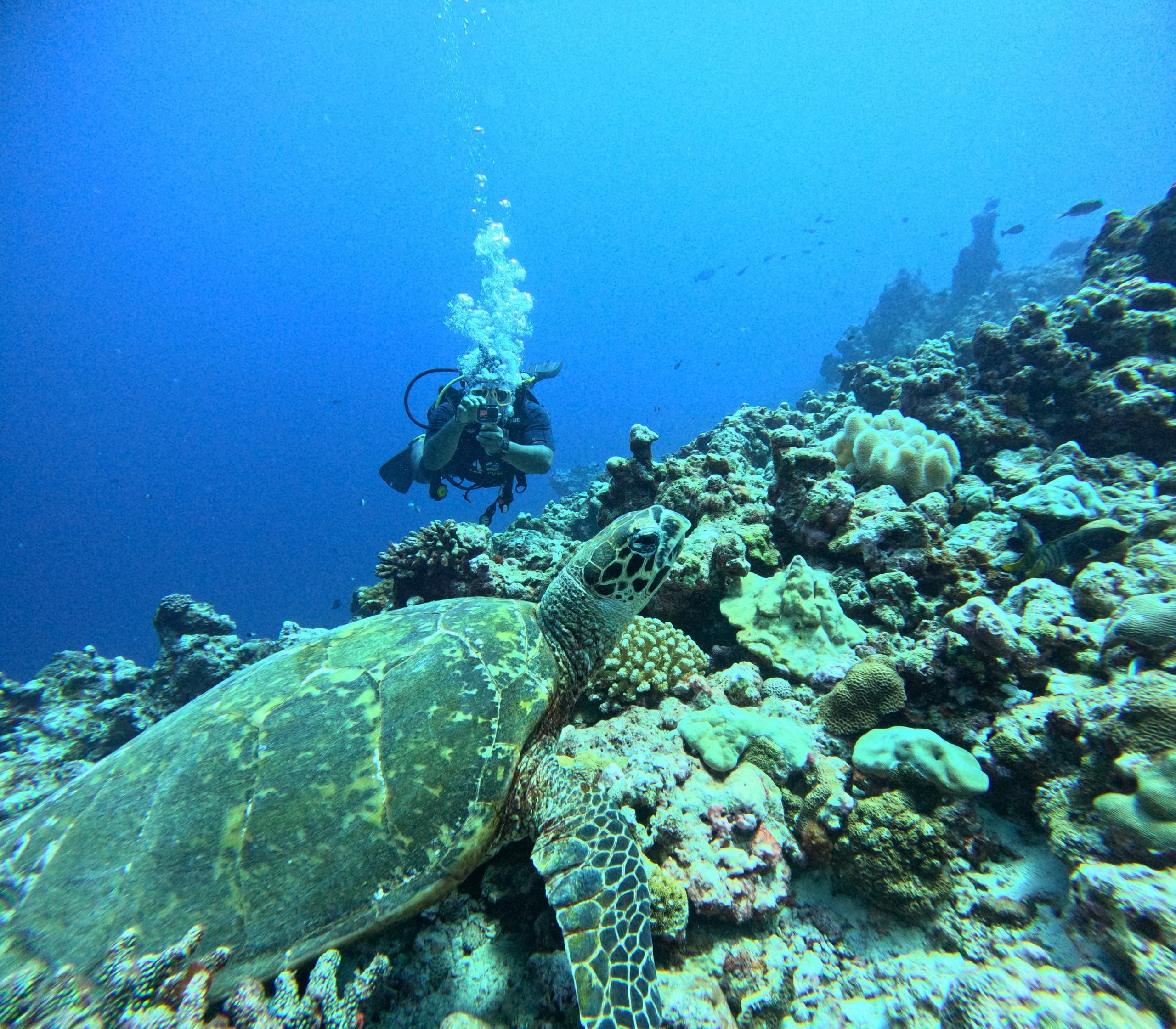 A hawksbill turtle resting on the coral reef while a diver fins past above it, off Kavaratti