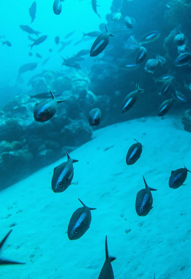 Dark reef fish hanging in the water above a bright sand patch at the foot of a reef wall