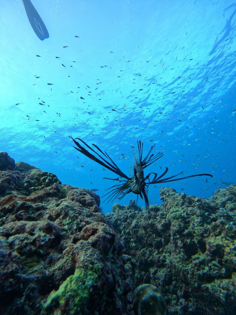 A lionfish head on above the reef top, small fish scattered through the water behind it