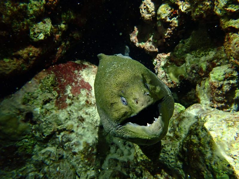 A green moray eel out of its hole with its mouth open, lit by a torch on a night dive