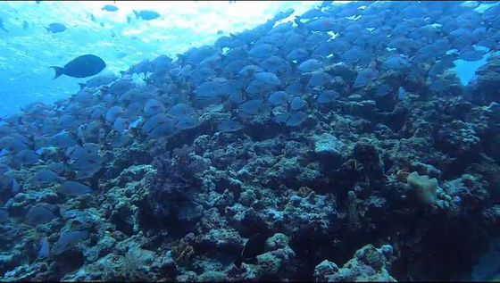 A dense school of fish covering a sloping reef, the sunlit surface above