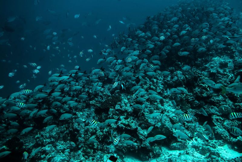 A dense school of black-and-white striped sergeant major fish covering a sloping reef