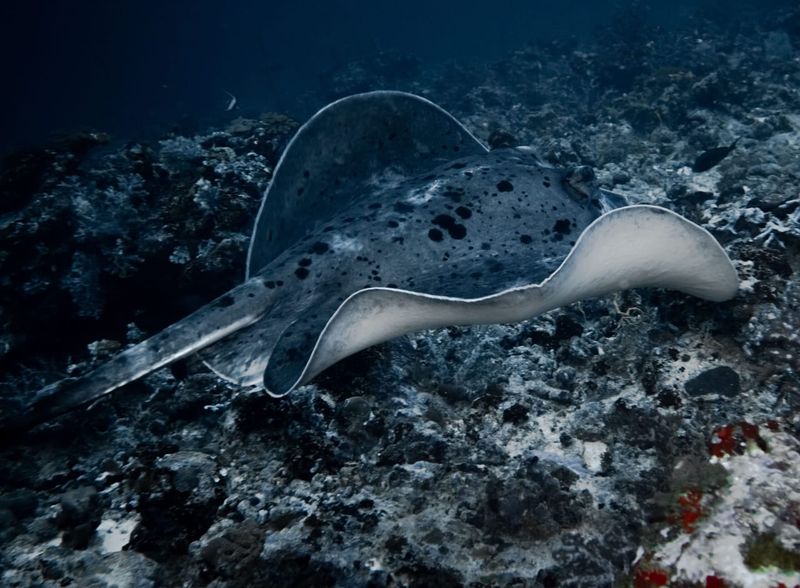 A large spotted stingray settled on a rocky section of reef, its tail trailing behind it