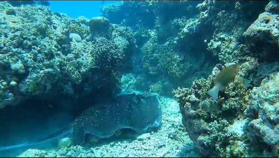 A large spotted stingray resting on white sand in the shadow of a coral ledge